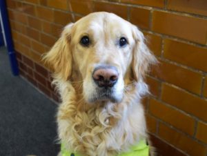 Image of Pyrgo, a Golden Retriever Dog breed